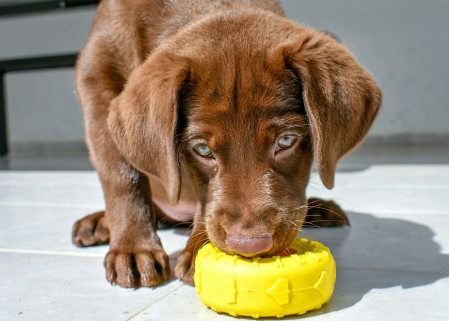 A heavily chewed but still intact rubber dog toy