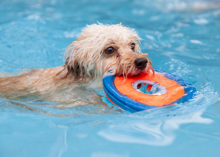 A small dog swimming in a pool holding a colorful floating ring pet toy.