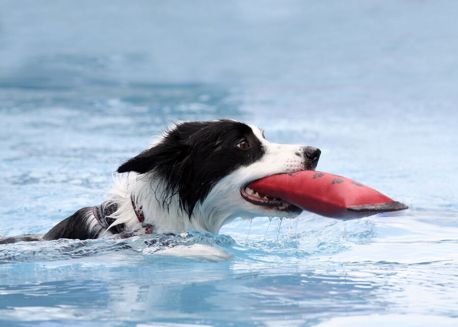 What Makes a Dog Water Toy a Bestseller? A Manufacturer’s Analysis of 2025’s Top Trends