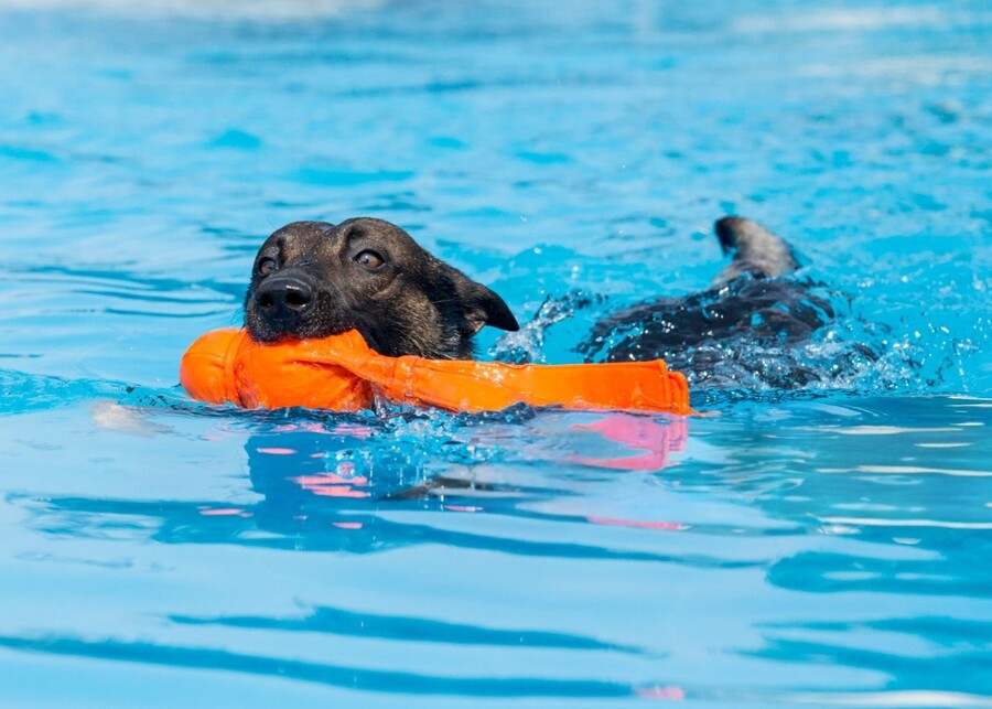 A dog and owner playing tug-of-war at the water's edge with a multi-textured toy