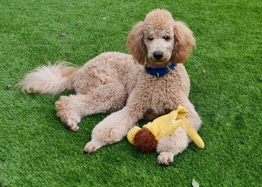 A dog happily playing with a crinkle paper toy, showing its engagement.