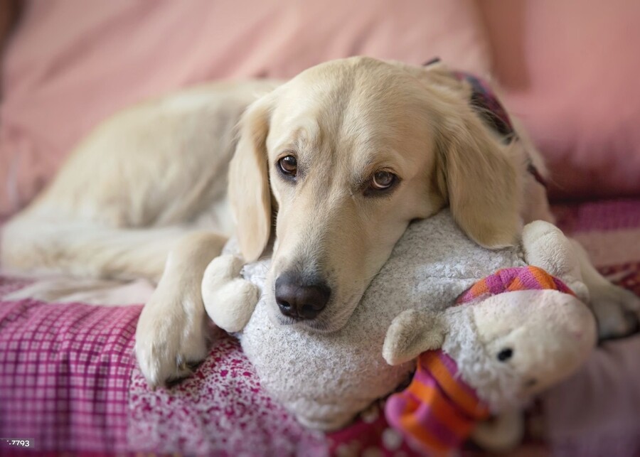 How Can the Right Toy Comfort a Grieving Dog? A Guide for Pet Brands & Owners