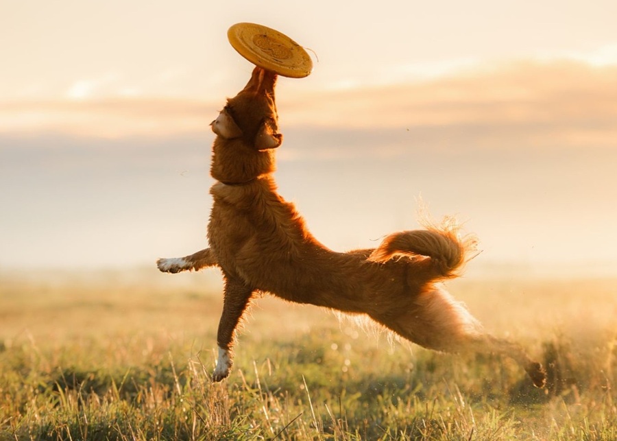 alt text: A golden retriever joyfully catching a frisbee mid-air