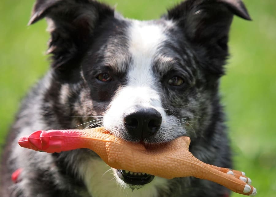 How Are High-Quality Chew Toys for Big Dogs Actually Made? A Guide for B2B Buyers