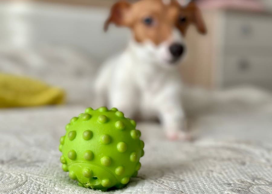 A dog happily chewing a well-worn but intact rubber toy
