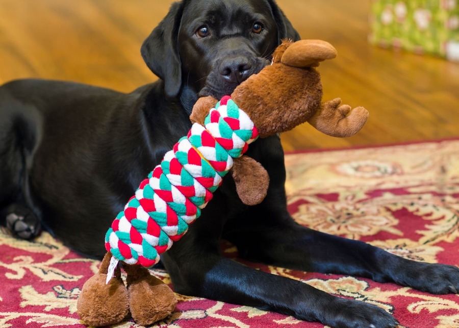 A golden retriever shaking a long snake-shaped dog toy.
