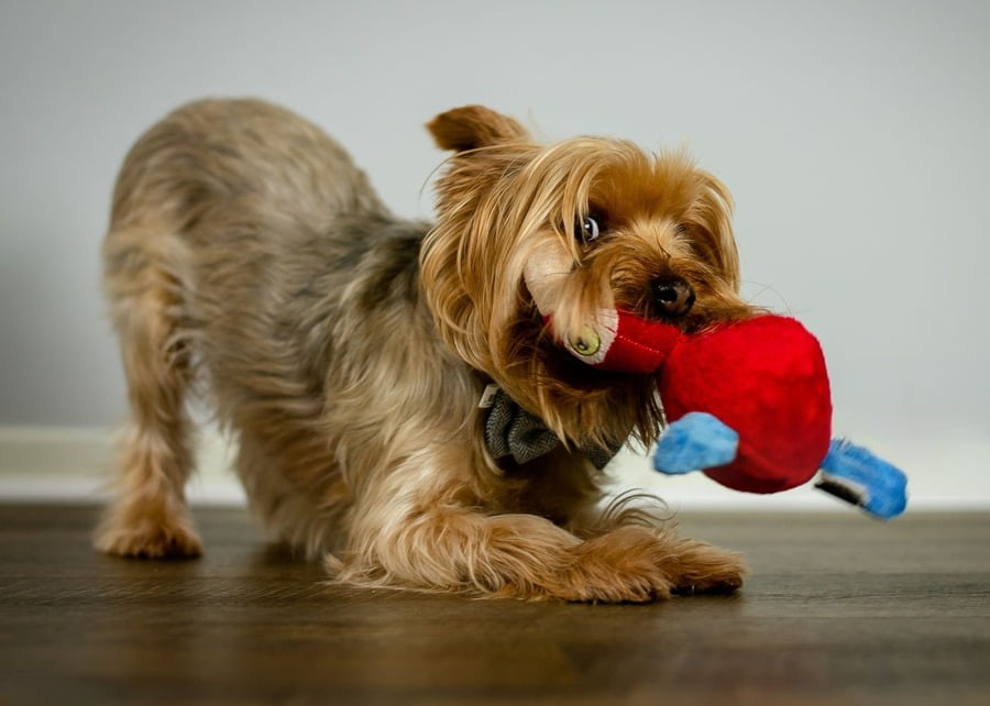 A playful Yorkshire Terrier enjoying a custom red plush dog toy from Preeminent.