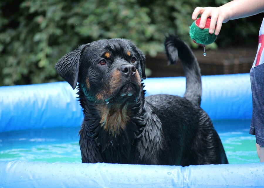 A Rottweiler in an inflatable pool looks at a person holding a water ball toy.