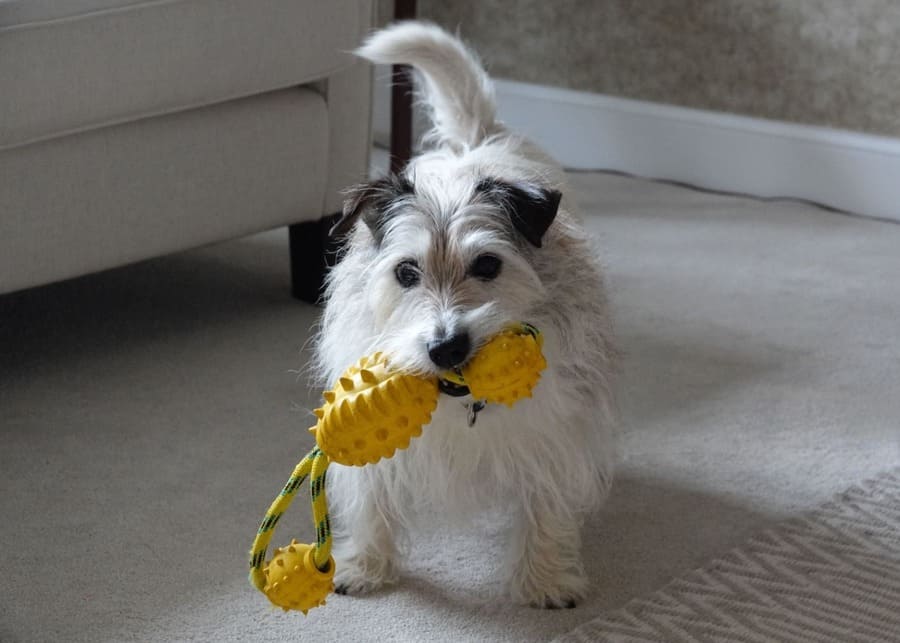 A small dog playing with a puzzle toy