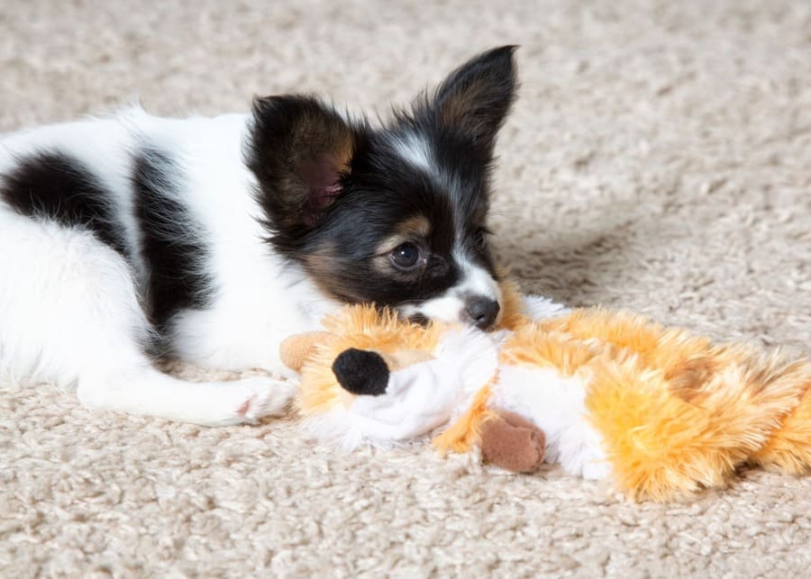 A close-up shot showing detailed, reinforced embroidery on a dog toy instead of plastic eyes.