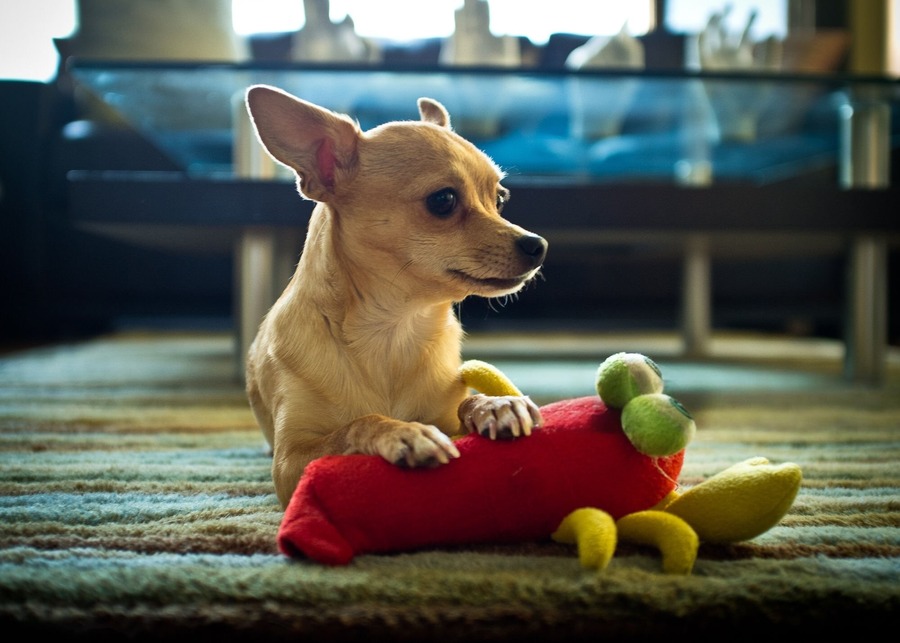 A happy Chihuahua playing with a size-appropriate plush toy.