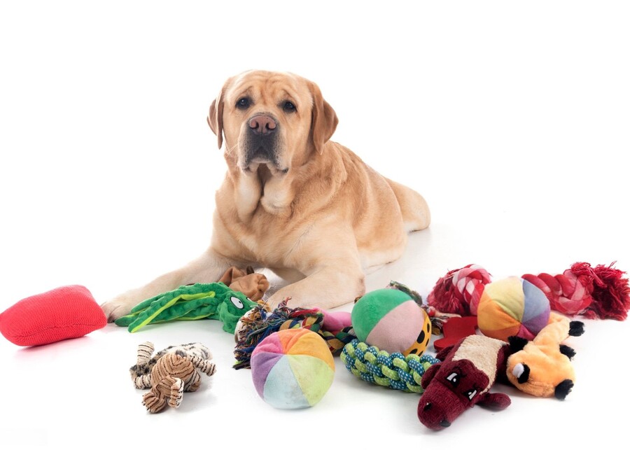 A collection of different dog toys including a soft plush bear, a snuffle mat, and a heartbeat toy.