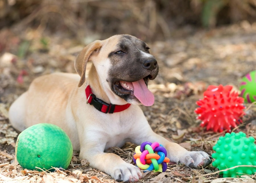 A happy puppy surrounded by a variety of colorful wholesale dog toys from Preeminent.
