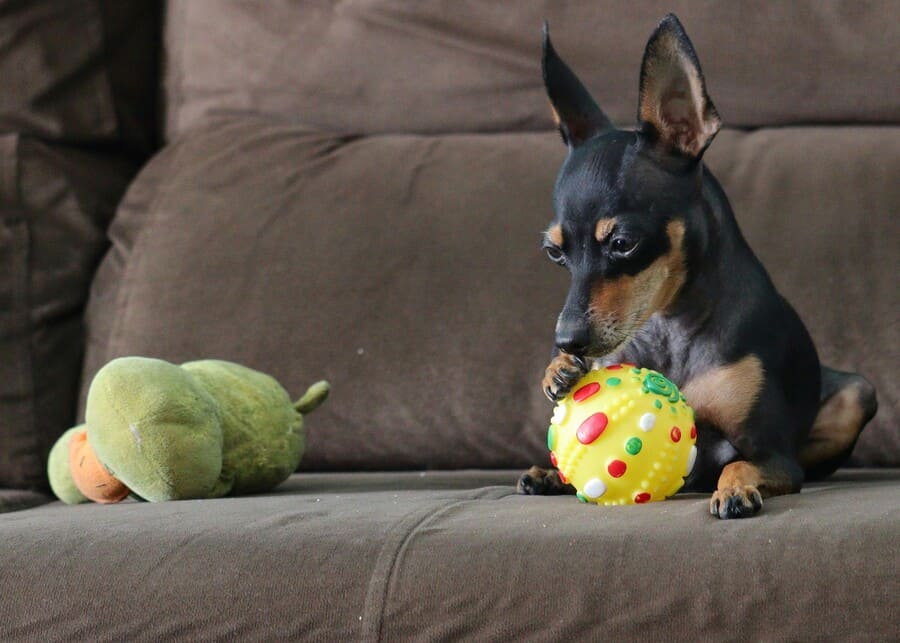 A Manufacturer's Guide to Chew Toys for Small Dogs: What Pet Brands Need to Know?