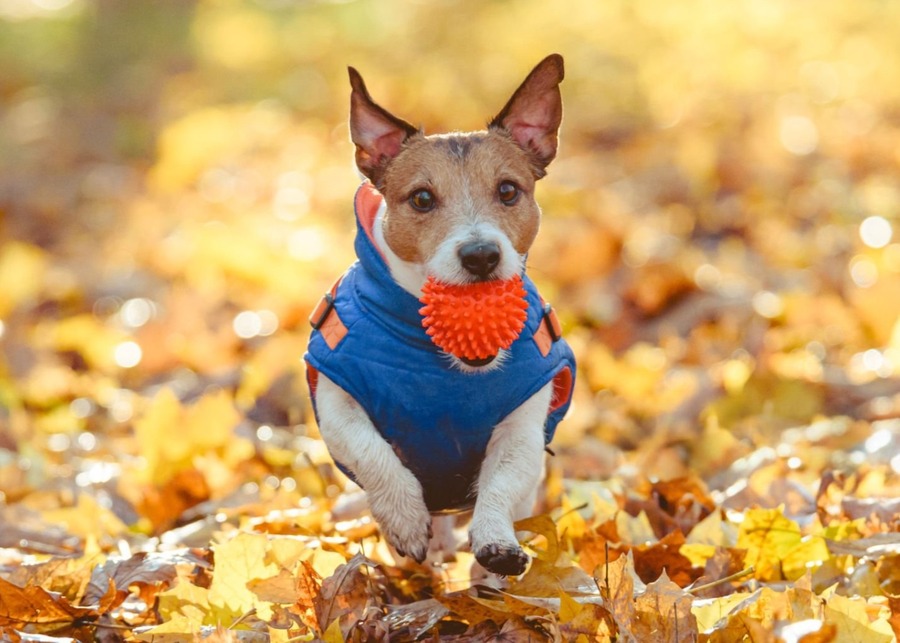 Fetch Dog Toys: How Do You Go from a Simple Idea to a Market-Ready Product Line?