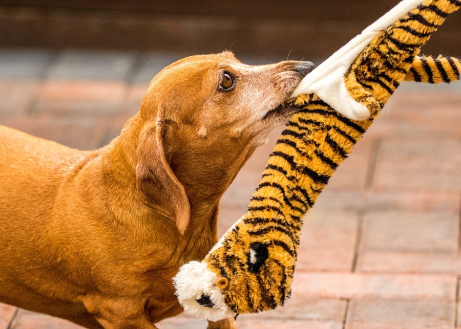 A dachshund chews on a long, durable plush tiger toy from a wholesale supplier.