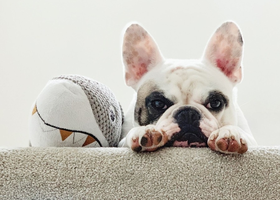 Designing Toys for Small Dogs: What Are the Most Overlooked Details?