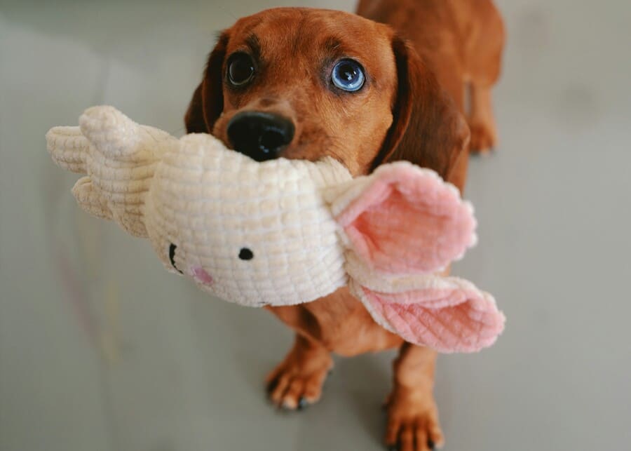 A small puppy chewing on a soft plush toy