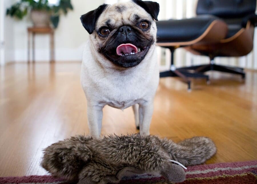 What Makes Dog Toys Without Stuffing a Bestseller? A Manufacturer’s Breakdown