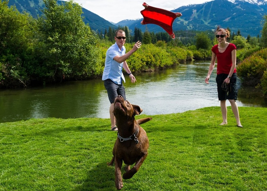 alt text: A person throwing a fech toy for their dog in a sunny park