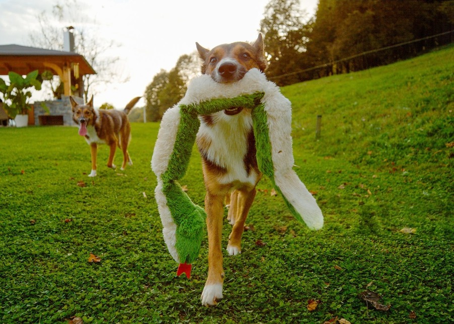 A happy dog plays with a durable long plush snake toy, ideal for wholesale.