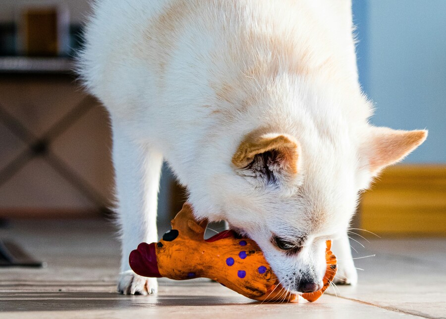 Toys for Chihuahua Dogs: What Brand Owners Must Know Before Sourcing from China?