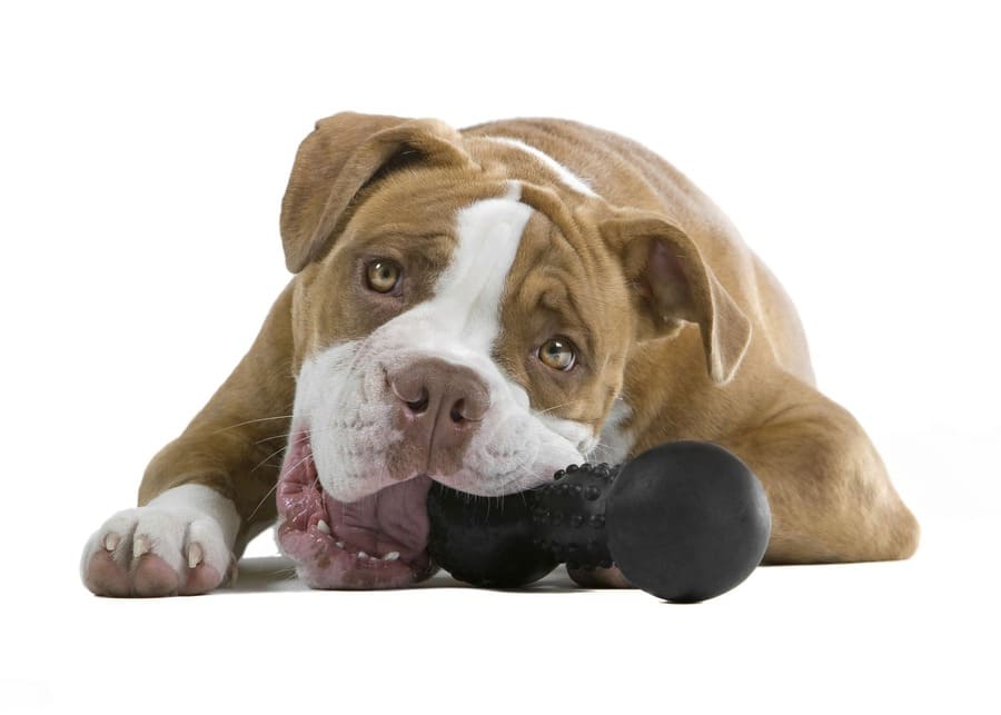 A dog happily chewing on a durable toy