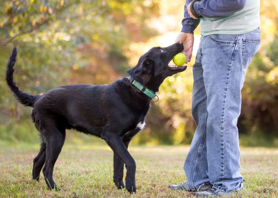 How to Design and Manufacture a Best-Selling Dog Fetching Toy?