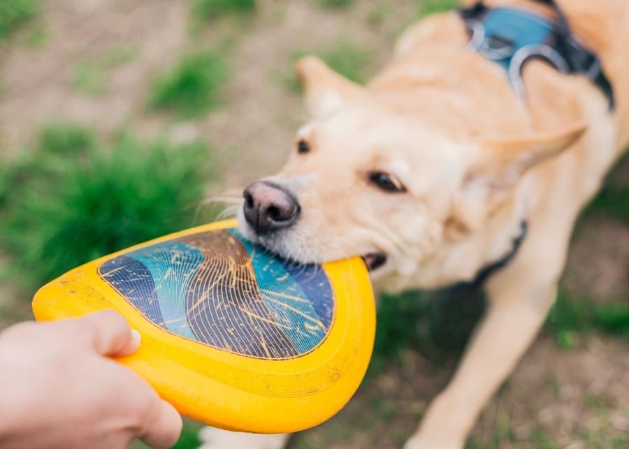 A golden retriever happily carrying a fetch toy in its mouth.