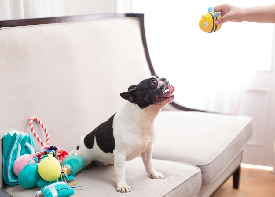 What is the Best Material for a Dog Toy?