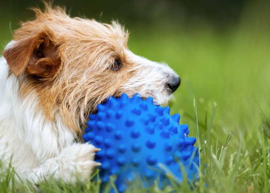 The Manufacturer’s Edge: Why Dog Toy Color Matters