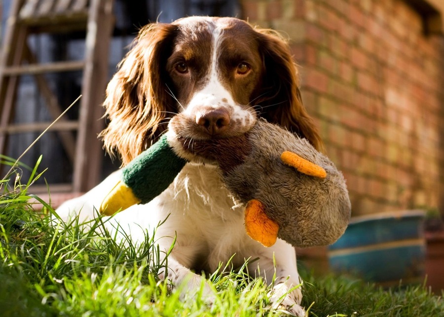 What Makes a Great Toy for Hunting Dogs? An Insider’s Look for Pet Brands