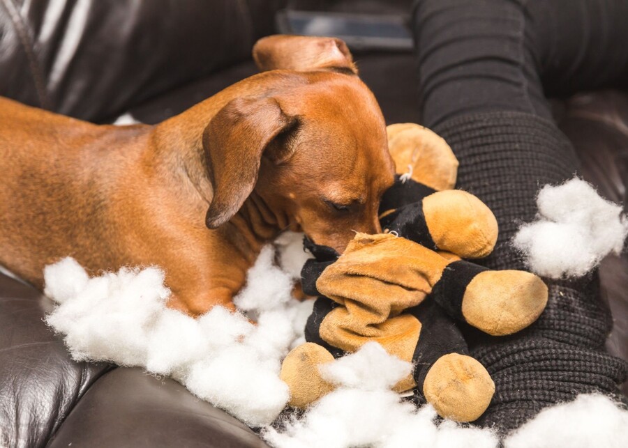 An infographic highlighting common safety hazards in dog toys like small parts and toxic materials.