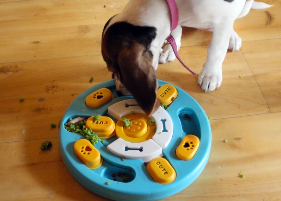 a gallery showcasing entry-level, mid-range, and premium treat dispenser toys