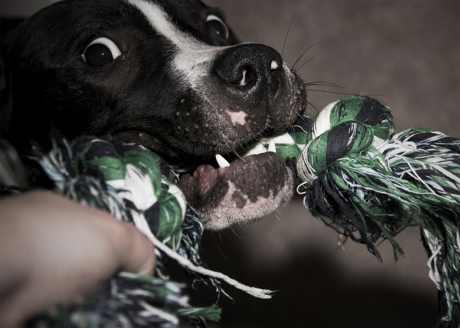 A dog frustrated with a broken puzzle toy.