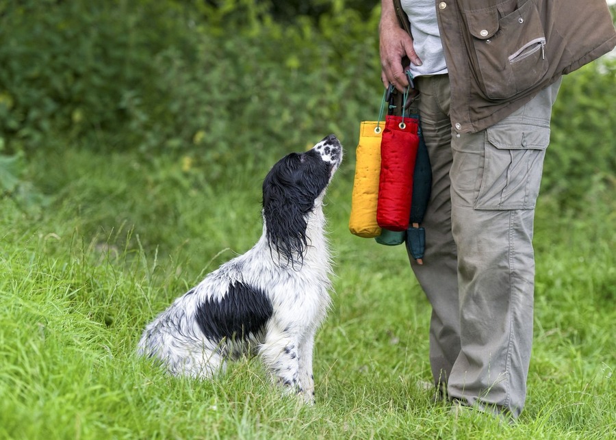 An attentive spaniel in a field looks up at a trainer holding colorful training dummies.