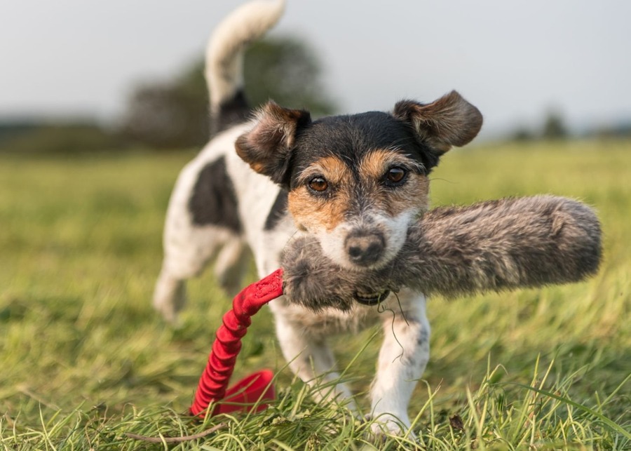 A happy Jack Russell Terrier runs in a field carrying a furry tug toy.