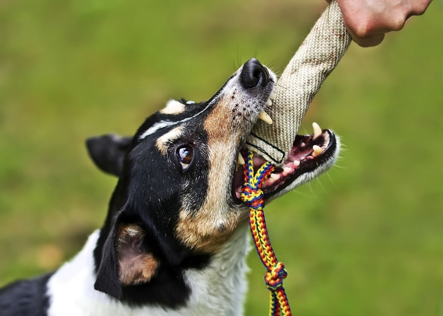 The Manufacturer’s Guide to Interactive Toys for Aggressive Chewers