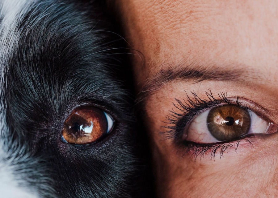 comparison of human vision versus dog vision color spectrum
