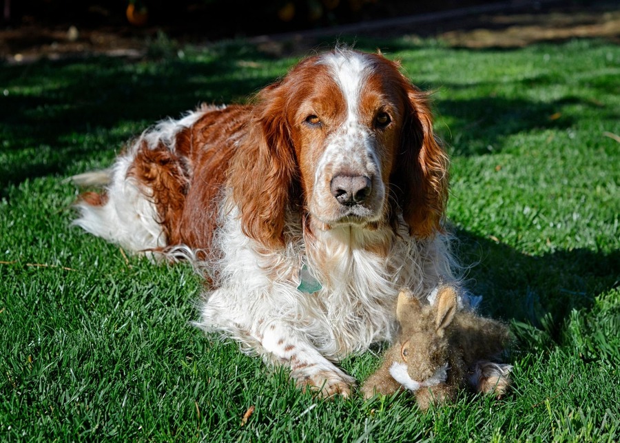A Welsh Springer Spaniel relaxes on the grass with its plush rabbit dog toy.