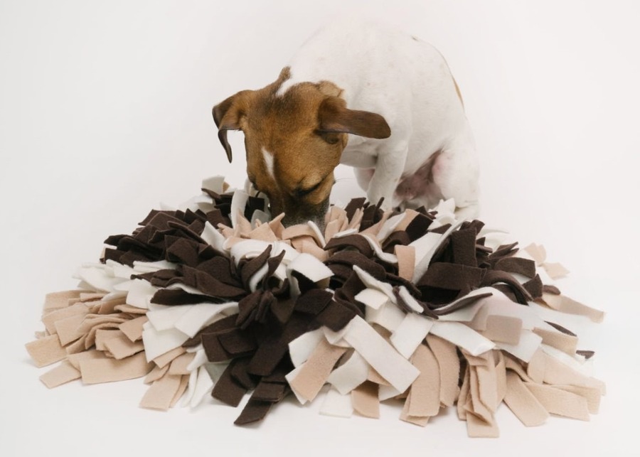 Why Do Most Digging Dog Toys Fail? (And How to Manufacture One That Sells)