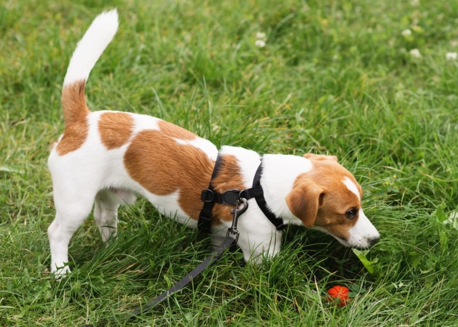 a dog looking for a red toy in green grass