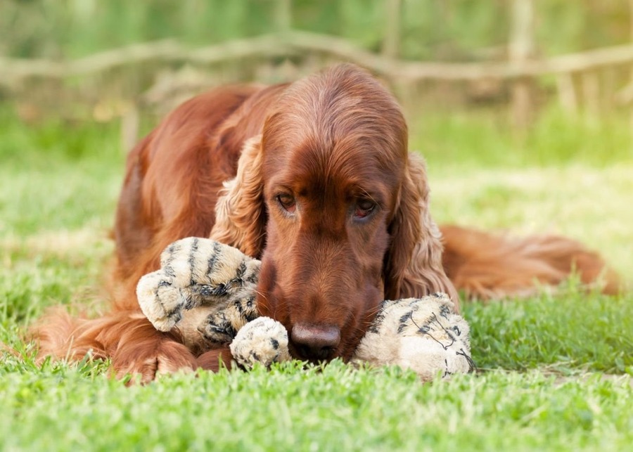 A beautiful Irish Setter dog rests on the grass with its plush tiger toy.