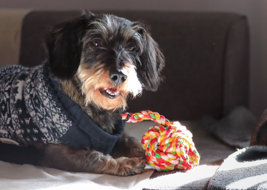 Rope Ball Dog Toy: A Complete Sourcing Guide for Brands & Wholesalers?