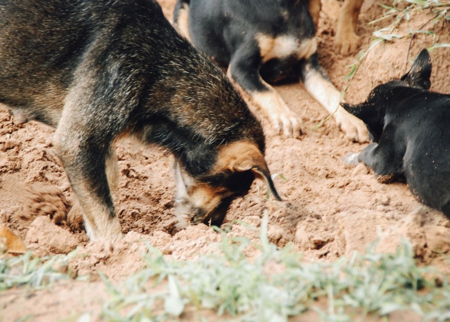An image of a wolf digging a den in the wild.
