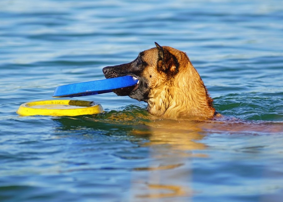 a blue toy on a beach and a yellow toy in the water