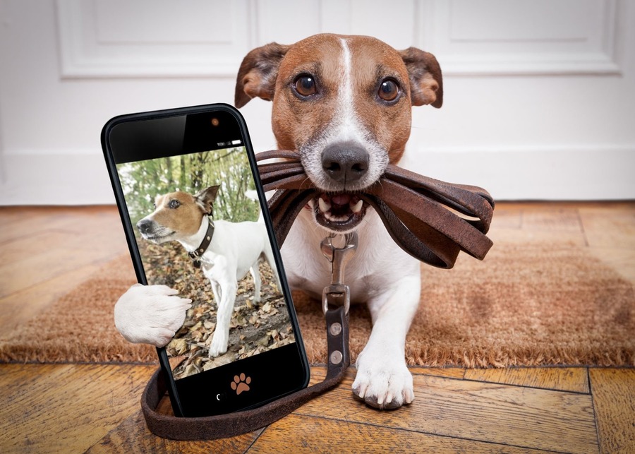 A happy dog owner taking a video of their pet playing with a digging toy for social media.