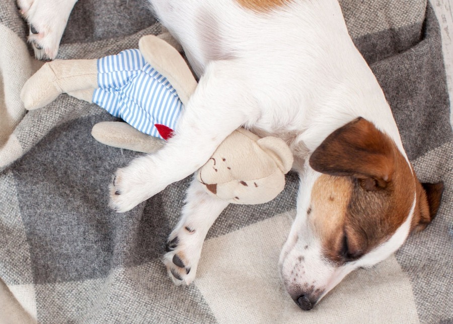 A puppy cuddling with a soft, simple plush toy shaped like a heart.