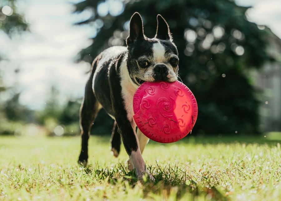 How to Design an Outdoor Dog Toy: The Complete Manufacturer’s Guide?