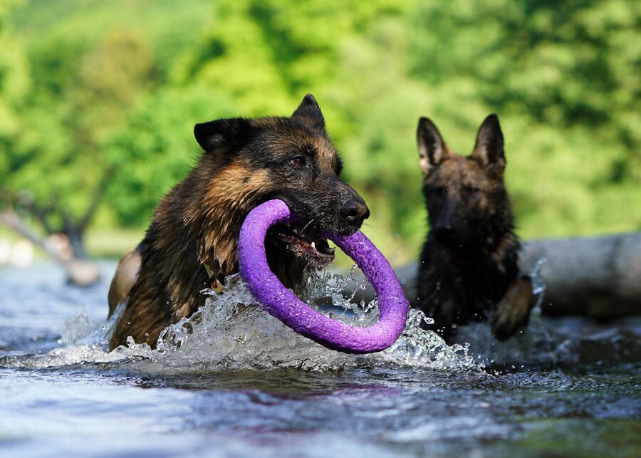 a close-up of different textured materials for dog toys